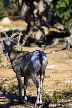 Bighorn_sheep_standing_alert_in_sunlit_desert_clearing_in_Grand_Canyon_Animal_Photography_Western_Usa_Nature_Photography_Canon_EOS_R5_Mark_II_2025_004.JPG