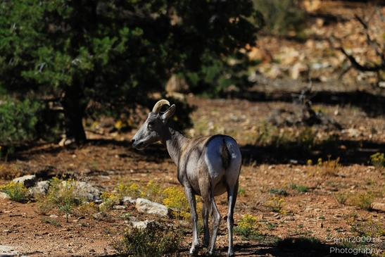 Bighorn_sheep_standing_alert_in_sunlit_desert_clearing_in_Grand_Canyon_Animal_Photography_Western_Usa_Nature_Photography_Canon_EOS_R5_Mark_II_2025_005.JPG