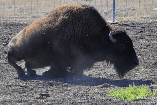 Bison_In_Dirt_Field_Bearizona_Wildlife_Park_Arizona_Animal_Photography_Western_Usa_Nature_Photography_Canon_EOS_R5_Mark_II_2025_001.JPG