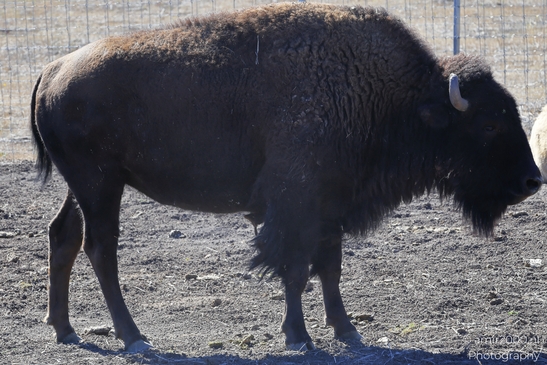 Bison_In_Dirt_Field_Bearizona_Wildlife_Park_Arizona_Animal_Photography_Western_Usa_Nature_Photography_Canon_EOS_R5_Mark_II_2025_002.JPG