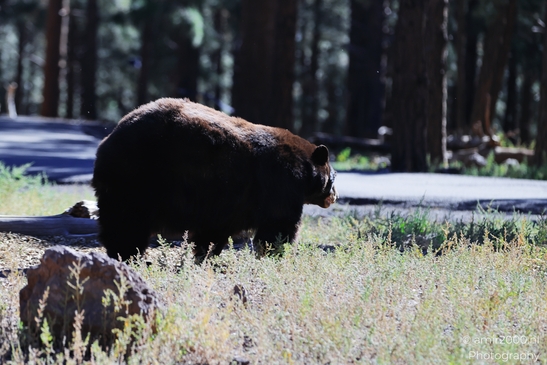 Black_Bear_Bearizona_Wildlife_Park_Arizona_Animal_Photography_Western_Usa_Nature_Photography_Canon_EOS_R5_Mark_II_2025_001.JPG