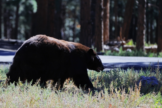 Black_Bear_Bearizona_Wildlife_Park_Arizona_Animal_Photography_Western_Usa_Nature_Photography_Canon_EOS_R5_Mark_II_2025_002.JPG
