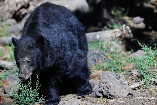 Black_Bear_Bearizona_Wildlife_Park_Arizona_Animal_Photography_Western_Usa_Nature_Photography_Canon_EOS_R5_Mark_II_2025_003.JPG