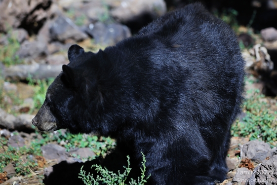 Black_Bear_Bearizona_Wildlife_Park_Arizona_Animal_Photography_Western_Usa_Nature_Photography_Canon_EOS_R5_Mark_II_2025_004.JPG