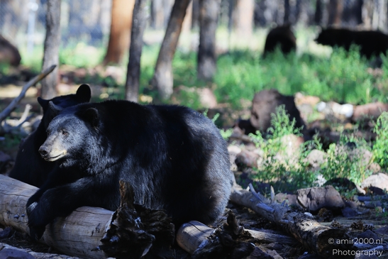 Black_Bear_Bearizona_Wildlife_Park_Arizona_Animal_Photography_Western_Usa_Nature_Photography_Canon_EOS_R5_Mark_II_2025_005.JPG