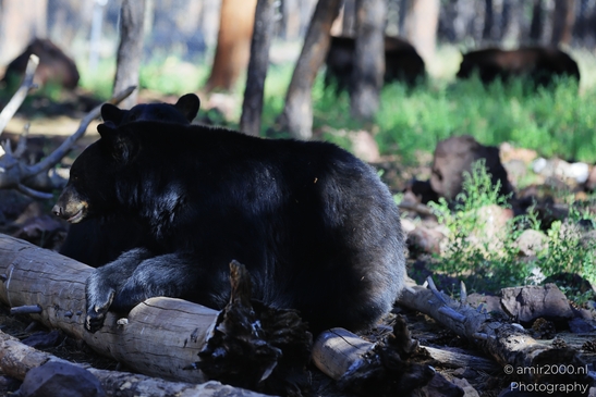 Black_Bear_Bearizona_Wildlife_Park_Arizona_Animal_Photography_Western_Usa_Nature_Photography_Canon_EOS_R5_Mark_II_2025_006.JPG