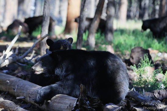 Black_Bear_Bearizona_Wildlife_Park_Arizona_Animal_Photography_Western_Usa_Nature_Photography_Canon_EOS_R5_Mark_II_2025_007.JPG