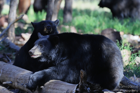 Black_Bear_Bearizona_Wildlife_Park_Arizona_Animal_Photography_Western_Usa_Nature_Photography_Canon_EOS_R5_Mark_II_2025_008.JPG