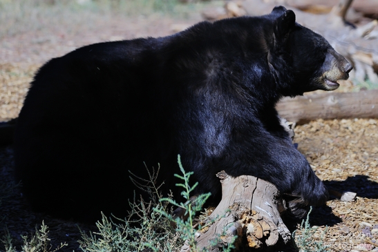 Black_Bear_Bearizona_Wildlife_Park_Arizona_Animal_Photography_Western_Usa_Nature_Photography_Canon_EOS_R5_Mark_II_2025_009.JPG