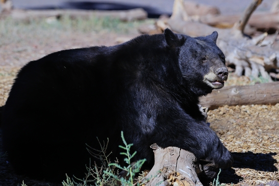 Black_Bear_Bearizona_Wildlife_Park_Arizona_Animal_Photography_Western_Usa_Nature_Photography_Canon_EOS_R5_Mark_II_2025_010.JPG