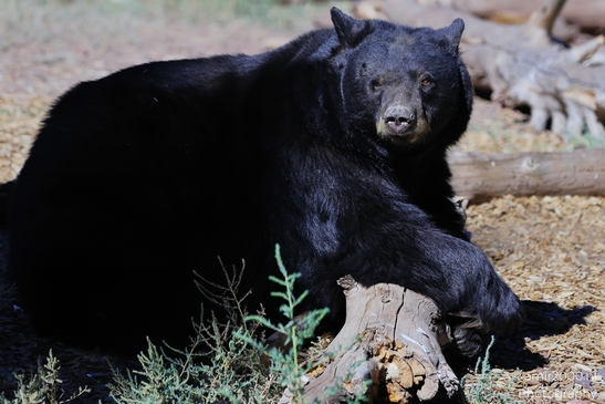 Black_Bear_Bearizona_Wildlife_Park_Arizona_Animal_Photography_Western_Usa_Nature_Photography_Canon_EOS_R5_Mark_II_2025_011.JPG