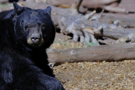 Black_Bear_Bearizona_Wildlife_Park_Arizona_Animal_Photography_Western_Usa_Nature_Photography_Canon_EOS_R5_Mark_II_2025_012.JPG