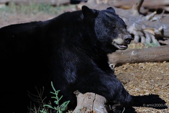Black_Bear_Bearizona_Wildlife_Park_Arizona_Animal_Photography_Western_Usa_Nature_Photography_Canon_EOS_R5_Mark_II_2025_013.JPG