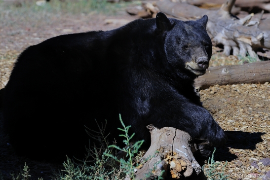 Black_Bear_Bearizona_Wildlife_Park_Arizona_Animal_Photography_Western_Usa_Nature_Photography_Canon_EOS_R5_Mark_II_2025_014.JPG