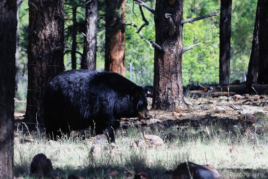Black_Bear_Bearizona_Wildlife_Park_Arizona_Animal_Photography_Western_Usa_Nature_Photography_Canon_EOS_R5_Mark_II_2025_015.JPG
