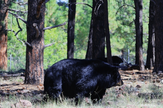 Black_Bear_Bearizona_Wildlife_Park_Arizona_Animal_Photography_Western_Usa_Nature_Photography_Canon_EOS_R5_Mark_II_2025_016.JPG