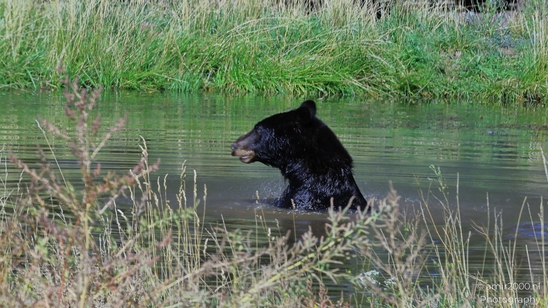 Black_Bear_Bearizona_Wildlife_Park_Arizona_Animal_Photography_Western_Usa_Nature_Photography_Canon_EOS_R5_Mark_II_2025_017.JPG