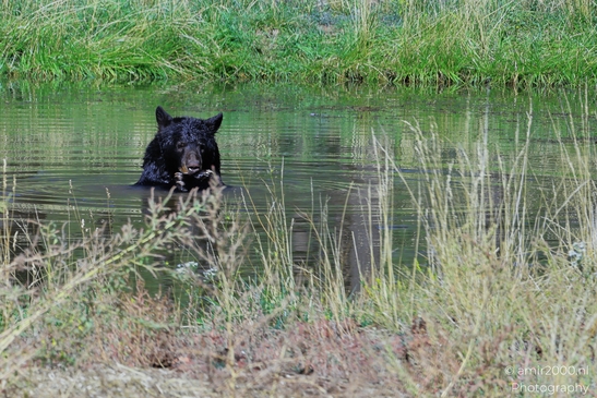 Black_Bear_Bearizona_Wildlife_Park_Arizona_Animal_Photography_Western_Usa_Nature_Photography_Canon_EOS_R5_Mark_II_2025_019.JPG