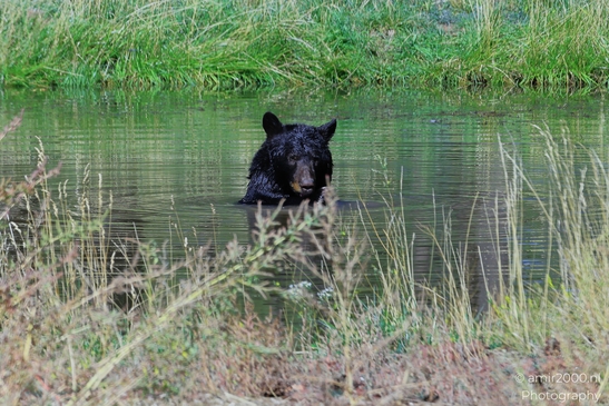 Black_Bear_Bearizona_Wildlife_Park_Arizona_Animal_Photography_Western_Usa_Nature_Photography_Canon_EOS_R5_Mark_II_2025_021.JPG