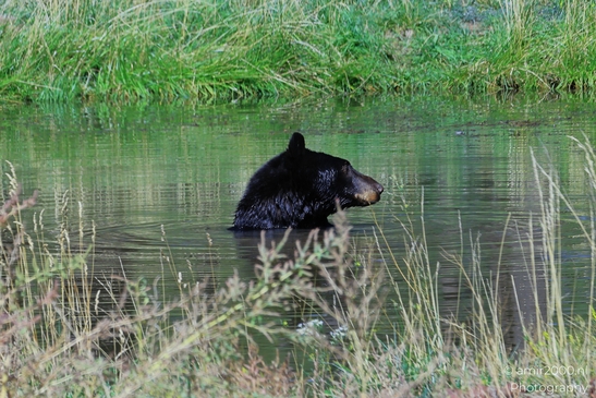 Black_Bear_Bearizona_Wildlife_Park_Arizona_Animal_Photography_Western_Usa_Nature_Photography_Canon_EOS_R5_Mark_II_2025_022.JPG