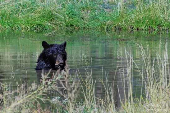 Black_Bear_Bearizona_Wildlife_Park_Arizona_Animal_Photography_Western_Usa_Nature_Photography_Canon_EOS_R5_Mark_II_2025_023.JPG