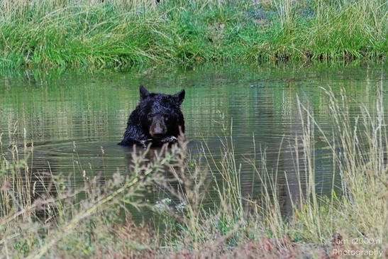 Black_Bear_Bearizona_Wildlife_Park_Arizona_Animal_Photography_Western_Usa_Nature_Photography_Canon_EOS_R5_Mark_II_2025_024.JPG
