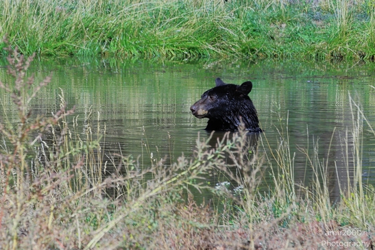 Black_Bear_Bearizona_Wildlife_Park_Arizona_Animal_Photography_Western_Usa_Nature_Photography_Canon_EOS_R5_Mark_II_2025_025.JPG