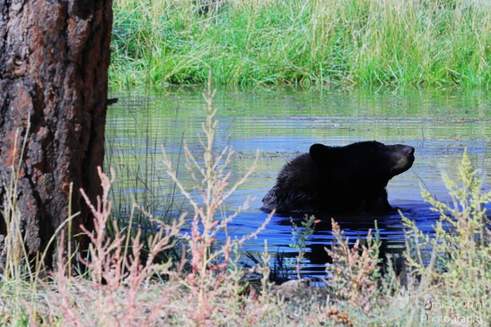 Black_Bear_Bearizona_Wildlife_Park_Arizona_Animal_Photography_Western_Usa_Nature_Photography_Canon_EOS_R5_Mark_II_2025_026.JPG