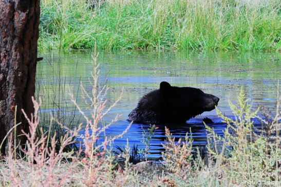Black_Bear_Bearizona_Wildlife_Park_Arizona_Animal_Photography_Western_Usa_Nature_Photography_Canon_EOS_R5_Mark_II_2025_027.JPG