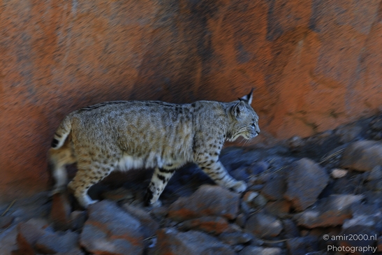 Bobcat_Lynx_Rufus_Bearizona_Wildlife_Park_Arizona_Animal_Photography_Western_Usa_Nature_Photography_Canon_EOS_R5_Mark_II_2025_001.JPG