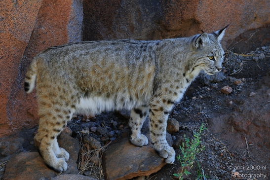 Bobcat_Lynx_Rufus_Bearizona_Wildlife_Park_Arizona_Animal_Photography_Western_Usa_Nature_Photography_Canon_EOS_R5_Mark_II_2025_002.JPG