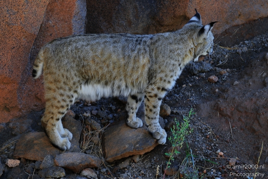 Bobcat_Lynx_Rufus_Bearizona_Wildlife_Park_Arizona_Animal_Photography_Western_Usa_Nature_Photography_Canon_EOS_R5_Mark_II_2025_003.JPG