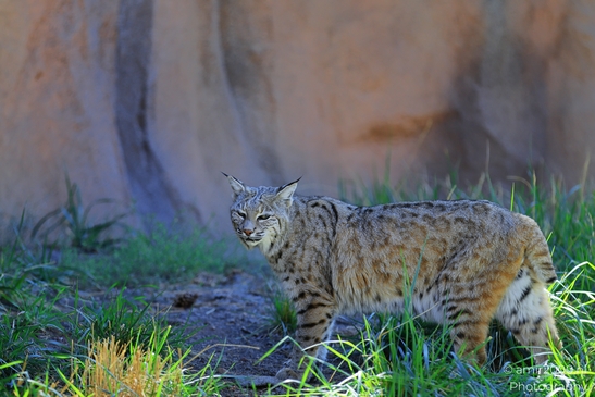 Bobcat_Lynx_Rufus_Bearizona_Wildlife_Park_Arizona_Animal_Photography_Western_Usa_Nature_Photography_Canon_EOS_R5_Mark_II_2025_004.JPG