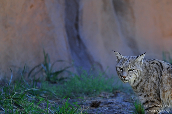 Bobcat_Lynx_Rufus_Bearizona_Wildlife_Park_Arizona_Animal_Photography_Western_Usa_Nature_Photography_Canon_EOS_R5_Mark_II_2025_005.JPG
