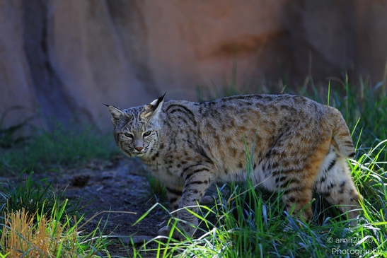 Bobcat_Lynx_Rufus_Bearizona_Wildlife_Park_Arizona_Animal_Photography_Western_Usa_Nature_Photography_Canon_EOS_R5_Mark_II_2025_006.JPG