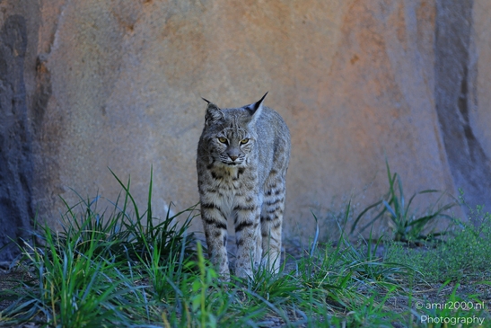 Bobcat_Lynx_Rufus_Bearizona_Wildlife_Park_Arizona_Animal_Photography_Western_Usa_Nature_Photography_Canon_EOS_R5_Mark_II_2025_007.JPG