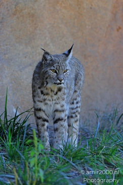 Bobcat_Lynx_Rufus_Bearizona_Wildlife_Park_Arizona_Animal_Photography_Western_Usa_Nature_Photography_Canon_EOS_R5_Mark_II_2025_008.JPG