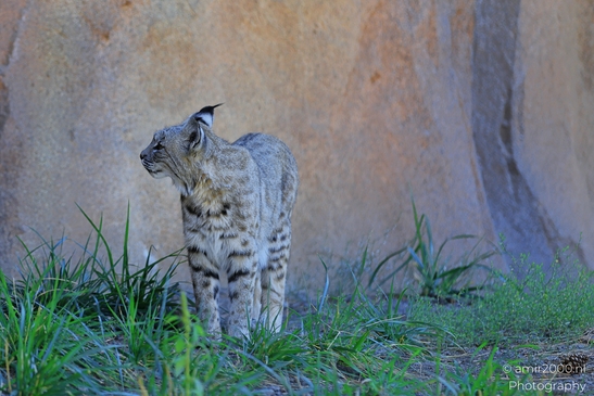 Bobcat_Lynx_Rufus_Bearizona_Wildlife_Park_Arizona_Animal_Photography_Western_Usa_Nature_Photography_Canon_EOS_R5_Mark_II_2025_009.JPG
