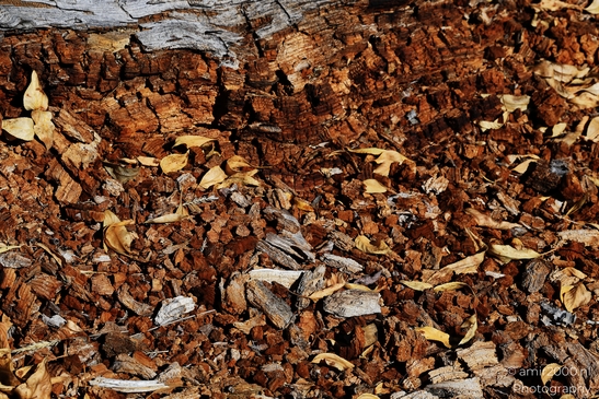 Brown_Mulch_With_Scattered_Leaves_Colorado_USA_Western_USA_Nature_Photography_Canon_EOS_R5_Mark_II_2025_001.JPG