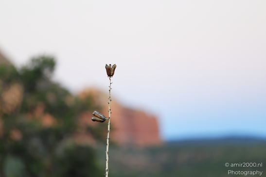 Buds_and_seed_pods_plants_Sedona_Arizona_USA_Western_USA_Nature_Photography_Canon_EOS_R5_Mark_II_2025_002.JPG