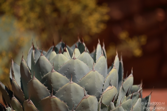 Cactus_In_Sunlight_Sedona_Arizona_USA_Western_USA_Nature_Photography_Canon_EOS_R5_Mark_II_2025_001.JPG