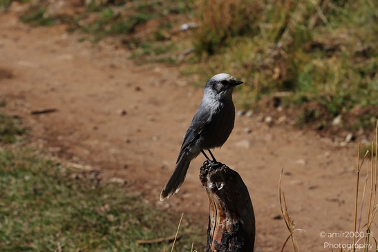 Canada_Jay_Gray_Jay_perched_at_Maroon_Bells_Aspen_Colorado_Birds_Photography_Western_USA_Nature_Photography_Canon_EOS_R5_Mark_II_2025_001.JPG