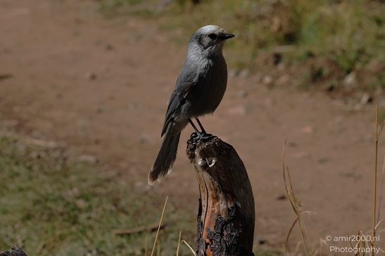 Canada_Jay_Gray_Jay_perched_at_Maroon_Bells_Aspen_Colorado_Birds_Photography_Western_USA_Nature_Photography_Canon_EOS_R5_Mark_II_2025_002.JPG
