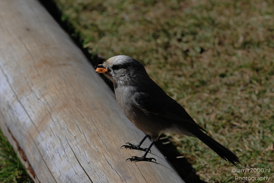 Canada_Jay_Gray_Jay_perched_at_Maroon_Bells_Aspen_Colorado_Birds_Photography_Western_USA_Nature_Photography_Canon_EOS_R5_Mark_II_2025_003.JPG