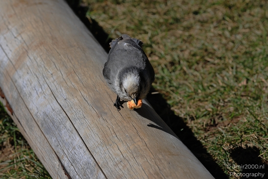 Canada_Jay_Gray_Jay_perched_at_Maroon_Bells_Aspen_Colorado_Birds_Photography_Western_USA_Nature_Photography_Canon_EOS_R5_Mark_II_2025_004.JPG