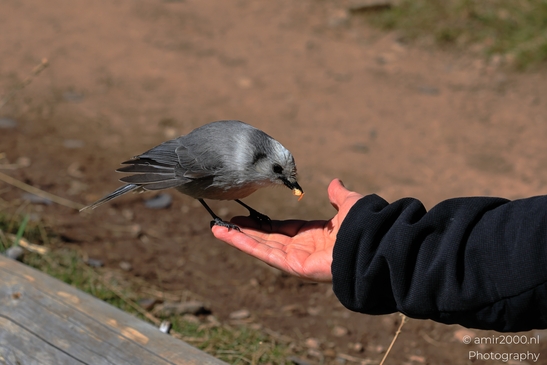 Canada_Jay_Gray_Jay_perched_at_Maroon_Bells_Aspen_Colorado_Birds_Photography_Western_USA_Nature_Photography_Canon_EOS_R5_Mark_II_2025_007.JPG