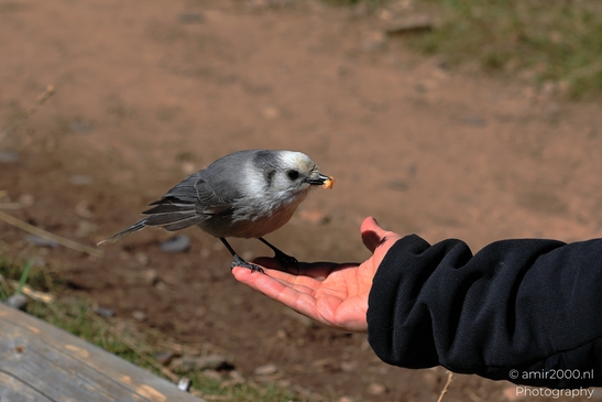 Canada_Jay_Gray_Jay_perched_at_Maroon_Bells_Aspen_Colorado_Birds_Photography_Western_USA_Nature_Photography_Canon_EOS_R5_Mark_II_2025_008.JPG