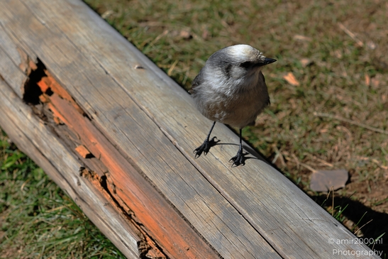 Canada_Jay_Gray_Jay_perched_at_Maroon_Bells_Aspen_Colorado_Birds_Photography_Western_USA_Nature_Photography_Canon_EOS_R5_Mark_II_2025_010.JPG