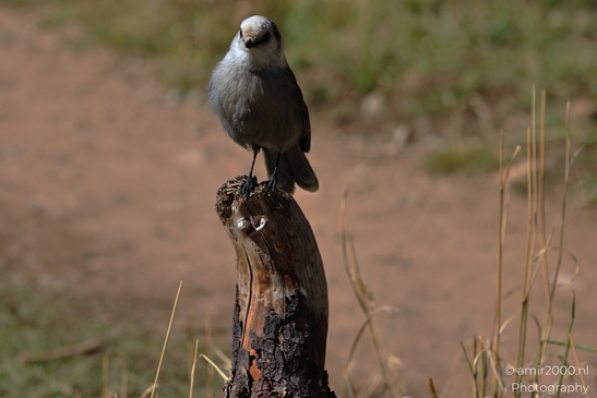 Canada_Jay_Gray_Jay_perched_at_Maroon_Bells_Aspen_Colorado_Birds_Photography_Western_USA_Nature_Photography_Canon_EOS_R5_Mark_II_2025_011.JPG