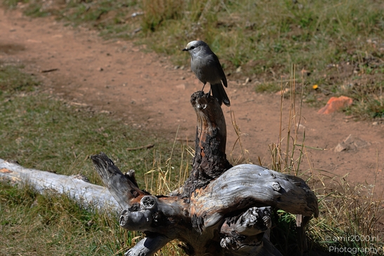 Canada_Jay_Gray_Jay_perched_at_Maroon_Bells_Aspen_Colorado_Birds_Photography_Western_USA_Nature_Photography_Canon_EOS_R5_Mark_II_2025_012.JPG